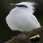 image of bird