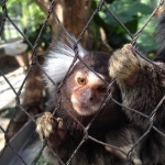 image of monkey #22