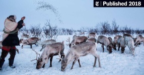 image of reindeer #57