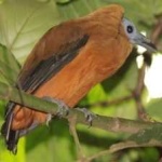 image of bird