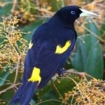 image of bird