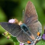 image of animal