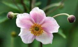 image of flower