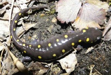 image of spotted_salamander