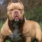 image of animal