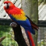 image of bird