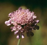 image of flower