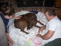 image of chesapeake_bay_retriever