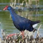 image of bird