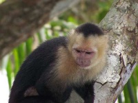 image of capuchin #7