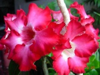 image of flower