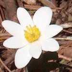 image of flower