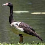 image of bird