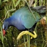 image of bird