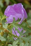 image of flower