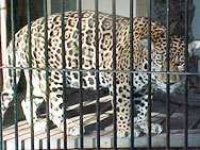 image of jaguar_car