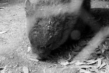 image of wombat