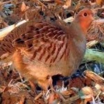 image of bird