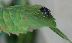 image of wolf_spider