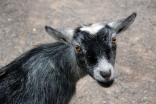image of animal