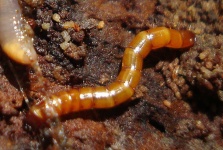 image of animal