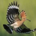 image of bird