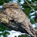 image of bird