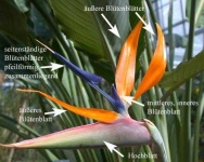 image of bird_of_paradise_flower #48