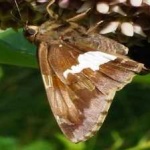 image of animal