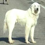 image of animal