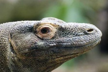 image of komodo_dragon