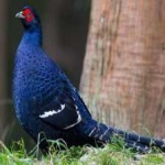 image of bird