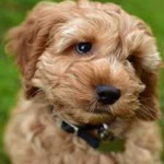 image of animal