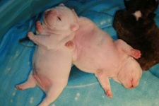 image of french_bulldog