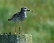 image of redshank