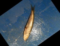 image of fish