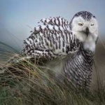 image of bird