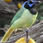 image of bird