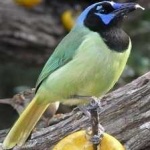 image of green_jay #18