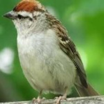 image of bird