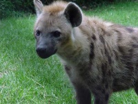 image of hyena