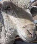 image of animal