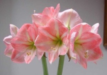 image of flower