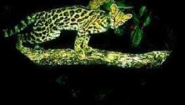 image of animal