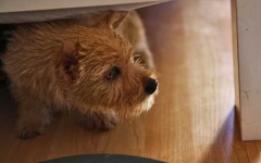 image of norwich_terrier