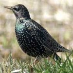 image of bird