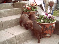 image of kelpie