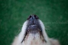 image of dog_nose #12