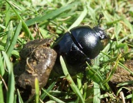 image of dung_beetle