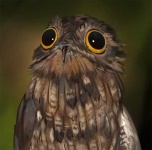 image of potoo